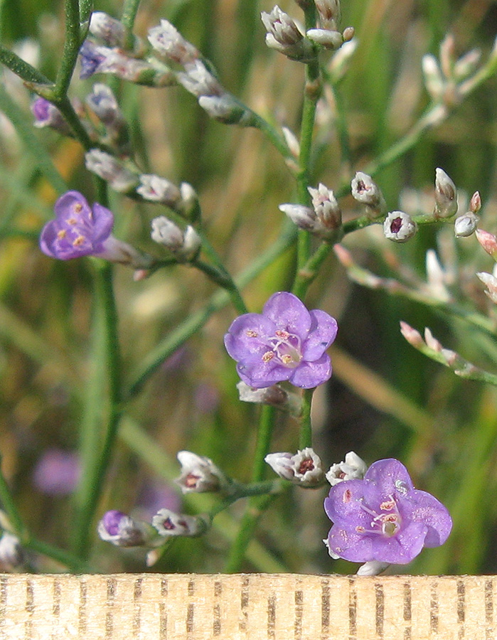 Изображение особи Limonium coriarium.