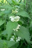 Lamium album