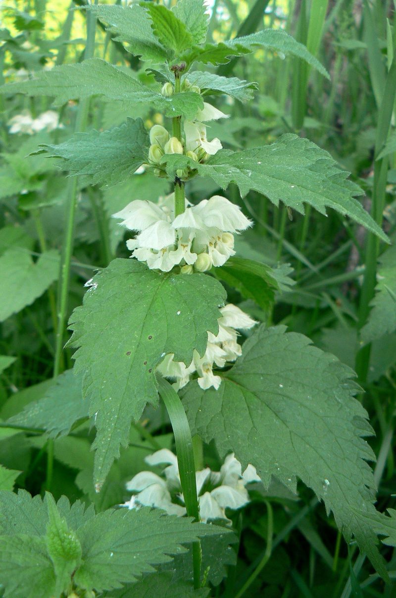 Image of Lamium album specimen.