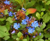 Ceratostigma willmottianum. Цветущие растения. Украина, Кривой Рог, Ботанический сад НАН Украины, рокарий. 16.08.2014.