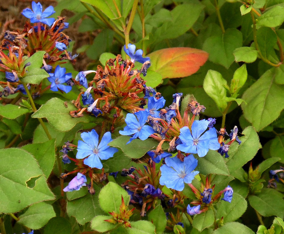 Image of Ceratostigma willmottianum specimen.