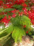 Delonix regia. Ветвь цветущего дерева. Израиль, впадина Мёртвого моря, пос. Эйн Бокек, в культуре. 12.05.2014.