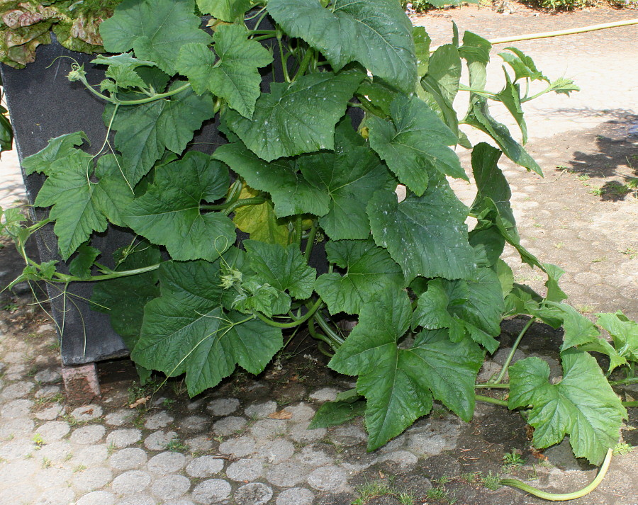 Image of Cucurbita pepo specimen.