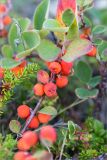 Cotoneaster cinnabarinus. Веточка с плодами. Кольский п-ов, Терский берег Белого моря, каменистая воронично-лишайниковая тундра. 01.08.2014.