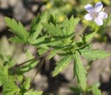 Geranium sibiricum. Побег с цветком. Бурятия, г. Гусиноозерск. 13.07.2014.