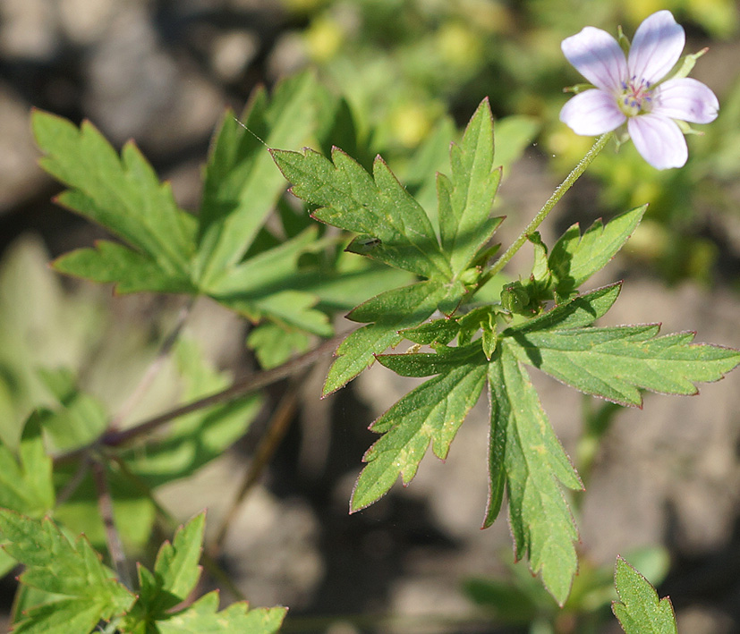 Image of Geranium sibiricum specimen.