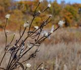 Clematis hexapetala. Побеги с остатками сухих плодов. Амурская обл., в ~ 40 км севернее Благовещенска, пологие холмы. 01.10.2014.