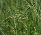 Festuca arundinacea. Верхушки расцветающих растений. Московская обл., Раменский р-н, окр. ж.-д. платформы Хрипань, залежь. 02.06.2014.