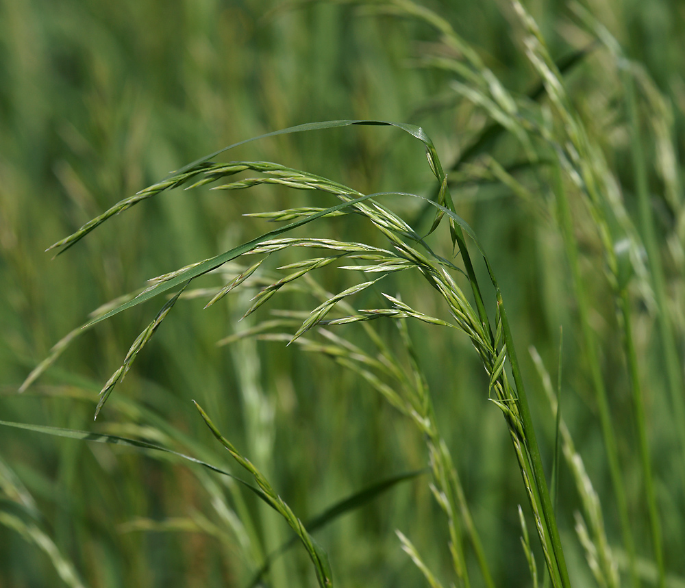 Изображение особи Festuca arundinacea.