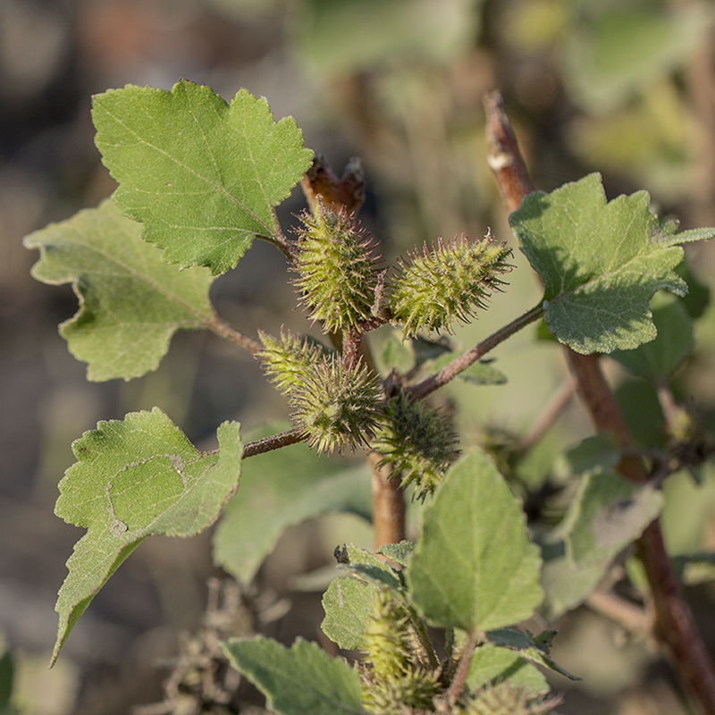 Изображение особи Xanthium orientale.