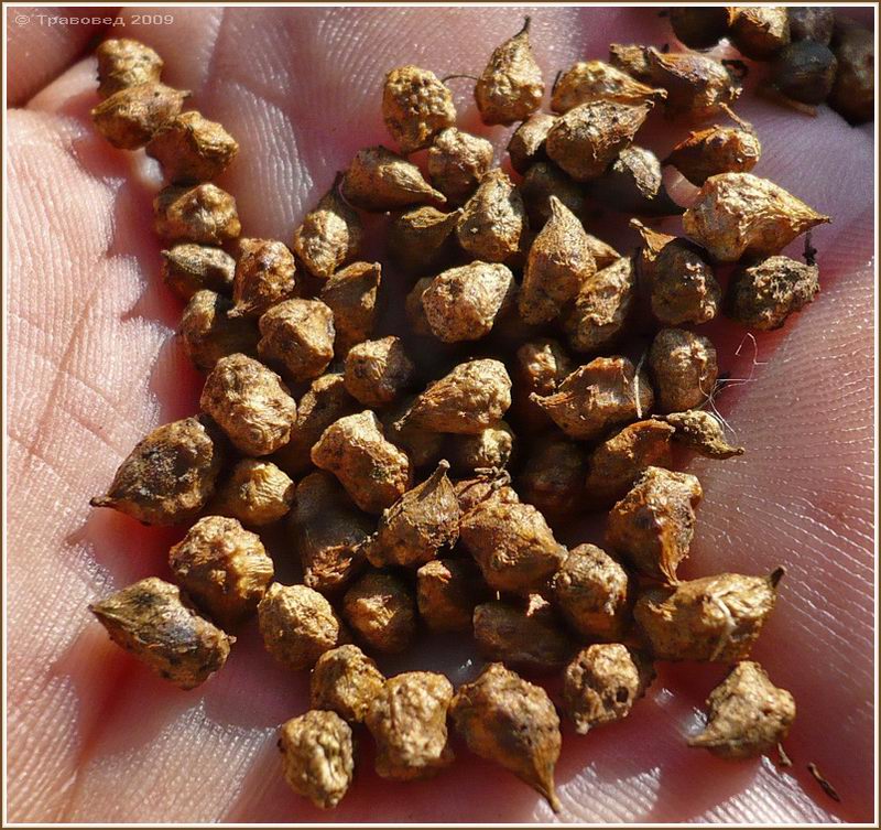 Image of Bunias orientalis specimen.