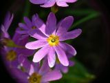 Primula cuneifolia