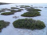 Halocnemum strobilaceum