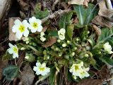 Primula vulgaris