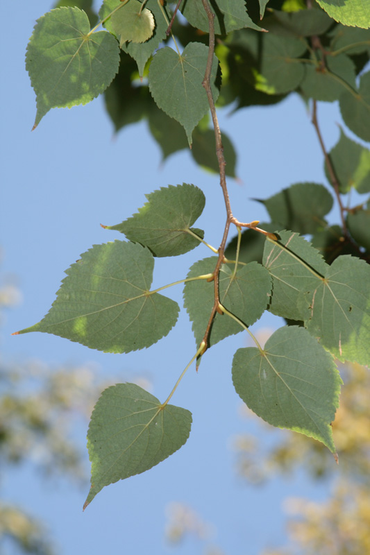Image of Tilia amurensis specimen.