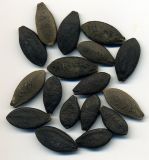 Echinocystis lobata. Семена. Курская обл., Железногорский р-н, пос. Каменец, дачи Жуковец, обочина дороги. 28 сентября 2009 г.