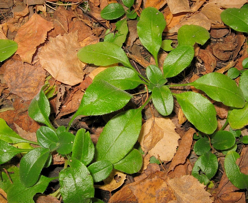 Image of Myosotis krylovii specimen.