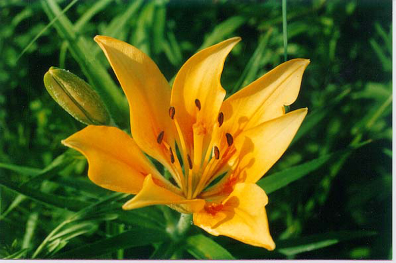 Изображение особи Lilium pensylvanicum.