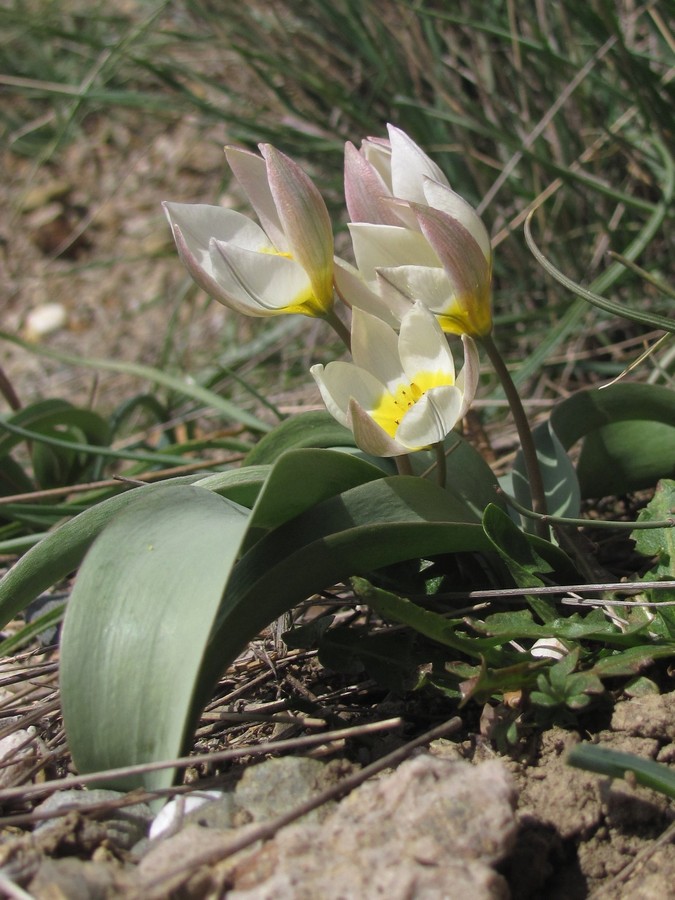 Изображение особи Tulipa biflora.