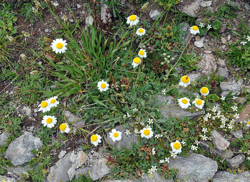 Image of Anthemis saportana specimen.