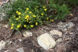 Dasiphora fruticosa. Цветущее и плодоносящее растение. Иркутская обл., Ольхонский р-н, Курмин-ская коса, галечник. 12.07.2015.