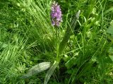 Dactylorhiza baltica