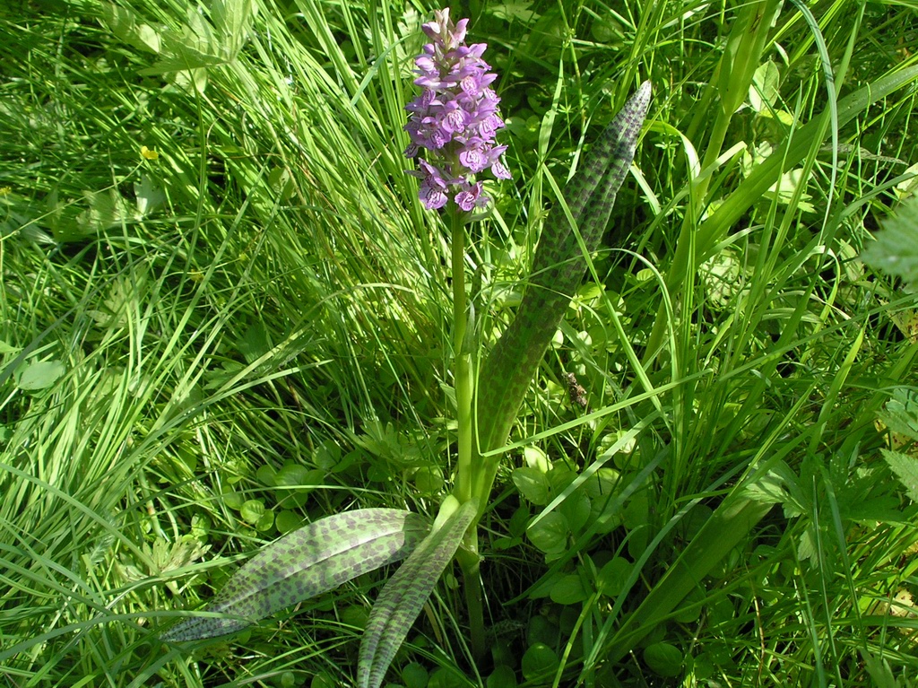 Изображение особи Dactylorhiza baltica.