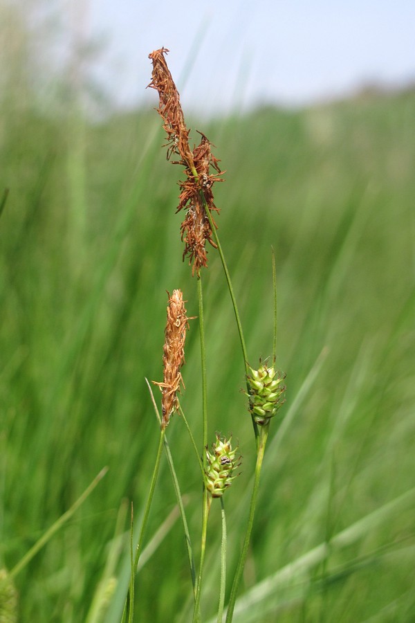 Изображение особи Carex distans.