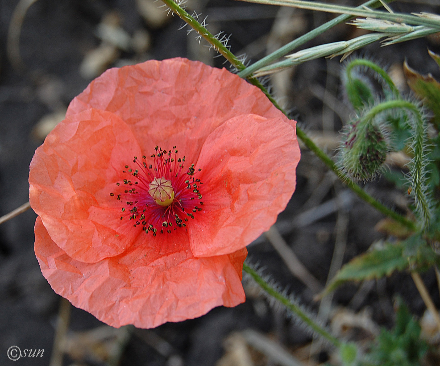 Image of Papaver rhoeas specimen.