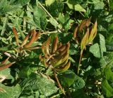 Astragalus glycyphyllos