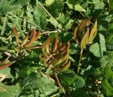 Astragalus glycyphyllos