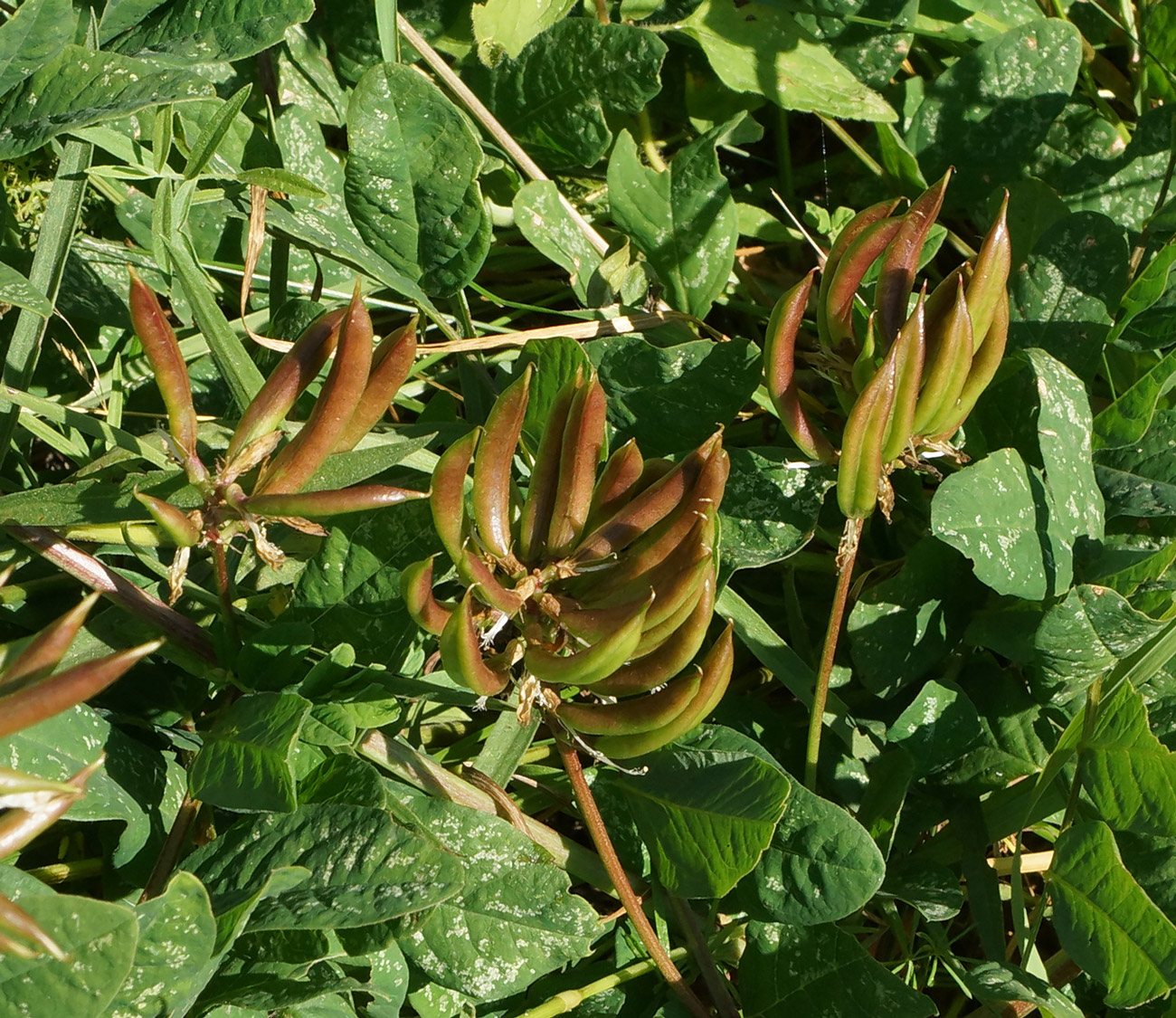 Image of Astragalus glycyphyllos specimen.