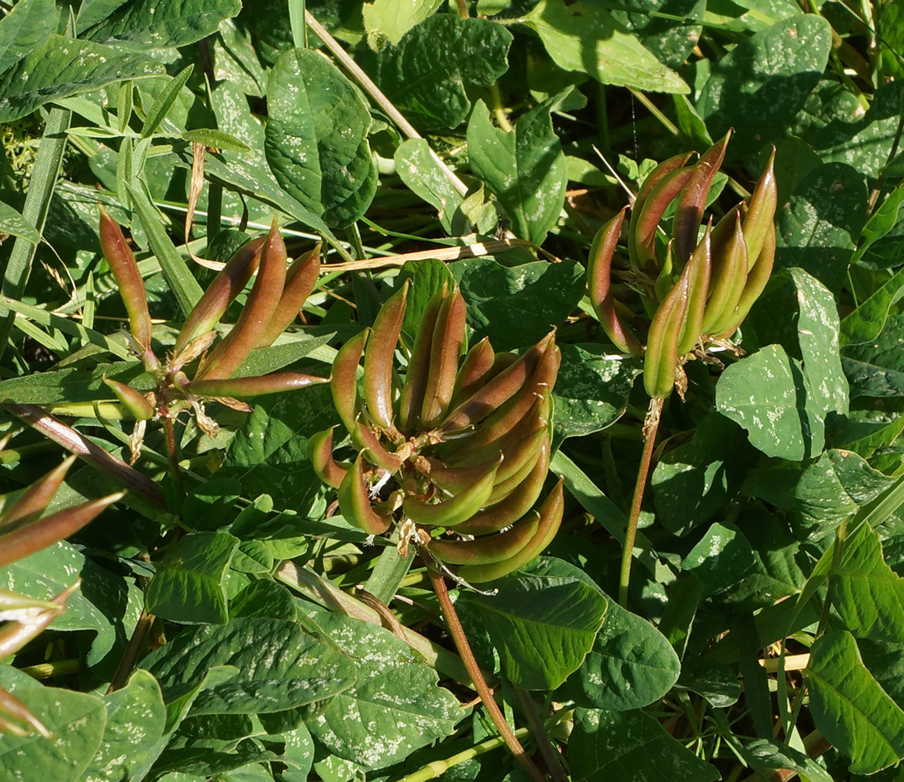 Изображение особи Astragalus glycyphyllos.