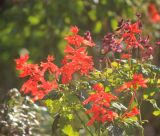 Salvia splendens. Верхушки цветущих растений. Черноморское побережье Кавказа, г. Новороссийск, в культуре, 25 декабря 2015 г.