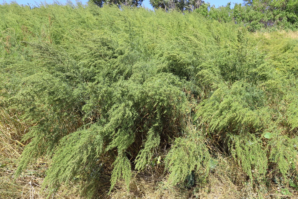 Изображение особи Artemisia dracunculus.