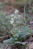 Salvia sclarea. Цветущее растение. Южный Казахстан, горы Алатау (Даубаба), Скалистое ущелье. 27.06.2014.