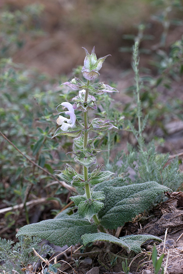 Изображение особи Salvia sclarea.