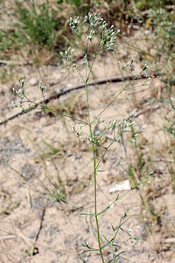 Изображение особи Acanthophyllum gypsophiloides.