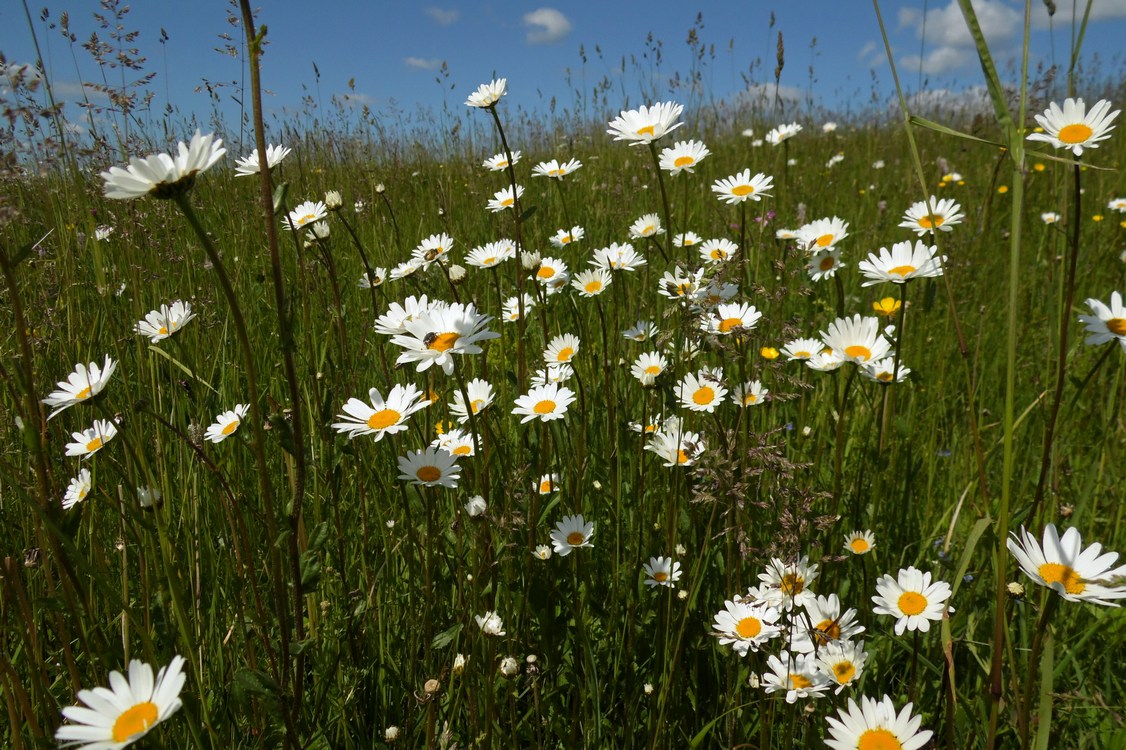 Image of Leucanthemum ircutianum specimen.