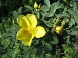 Rosa kokanica. Верхушка цветущего растения. Южный Казахстан, Сырдарьинский Каратау, ущ. Беркара, край тугайного леса. 1 мая 2011 г.