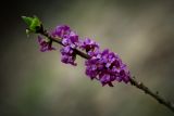 Daphne mezereum. Верхушка побега с цветками. Пермский край, Лысьвенский р-н, долина р. Чусовая, камень Дужной. 02.05.2014.