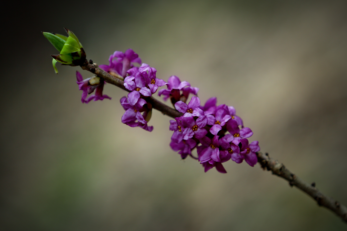 Изображение особи Daphne mezereum.