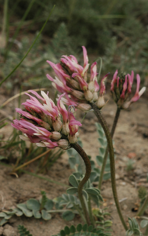 Изображение особи Astragalus platyphyllus.