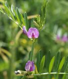 Vicia angustifolia. Верхушка побега с цветками и бутонами. Кыргызстан, Нарынская обл., левый берег р. Нарын, окр. с. Алыш, вдоль дороги. 08.07.2015.