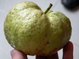 Psidium guajava