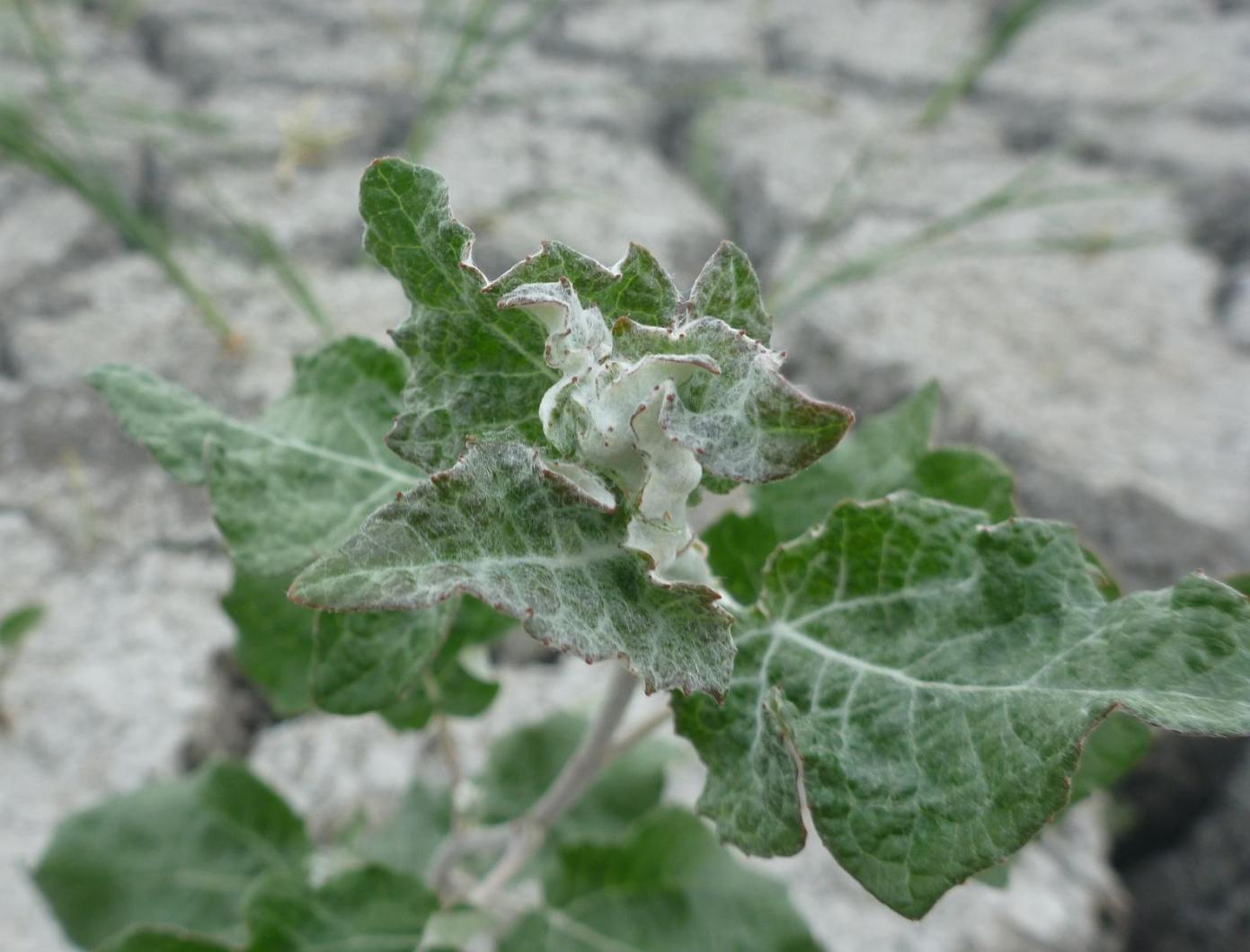 Image of Populus alba specimen.