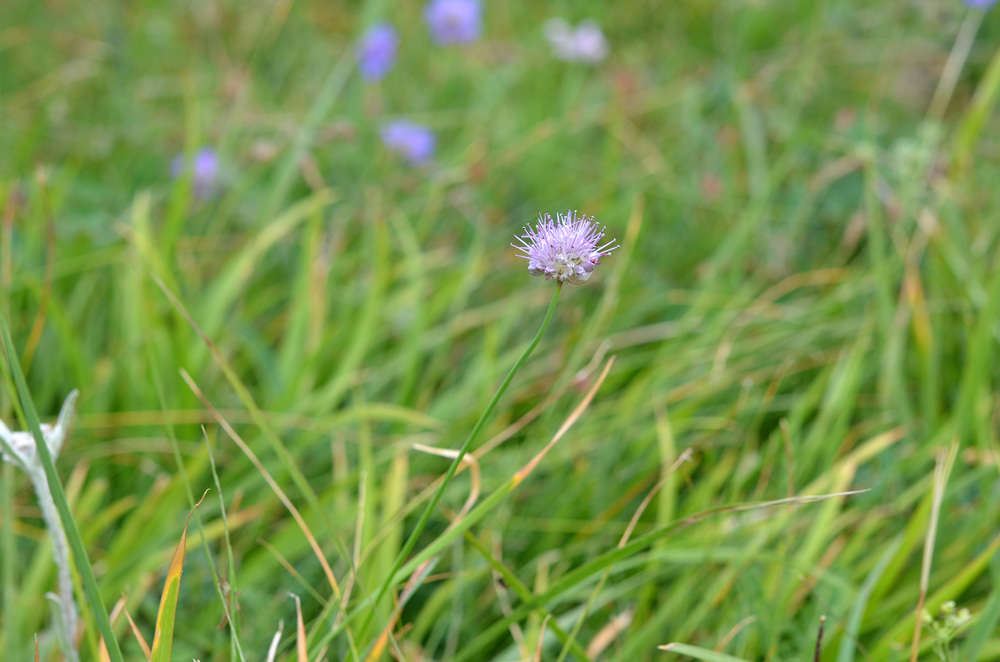 Image of Allium kaschianum specimen.