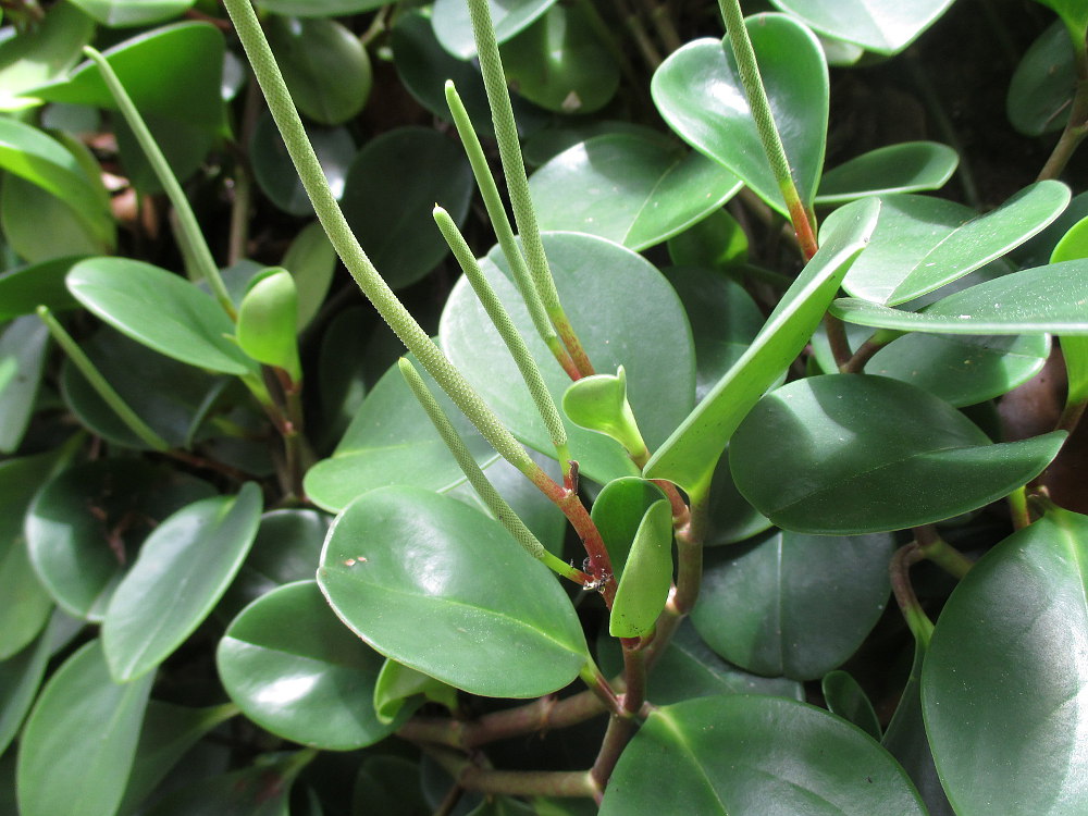 Image of Peperomia orba specimen.