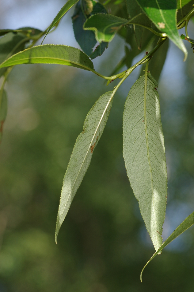 Image of Salix euxina specimen.