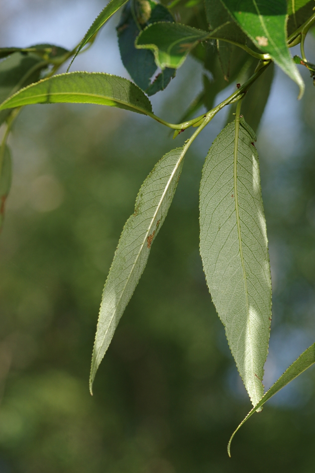 Изображение особи Salix euxina.